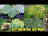 [VIDEO] Les feuilles de concombre jaunissent