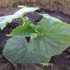 [VIDÉO] Comment faire pousser des plants de concombre