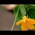 [VIDEO] Nourrir les concombres