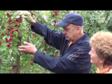[VIDEO] Les cerises les plus fructueuses. Variétés de cerises pour la voie du milieu