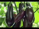 [VIDÉO] Variétés d'aubergines