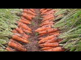 [VIDEO] Ce que vous devez savoir exactement pour faire pousser des carottes fructueuses