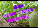 [VIDÉO] Melons