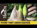 [VIDEO] Pourquoi les ovaires pourrissent dans les courgettes