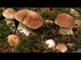 [VIDÉO] Champignons blancs