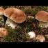 [VIDEO] Shiitake, fabrication de blocs de champignons