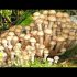 [VIDEO] Shiitake, fabrication de blocs de champignons