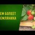 [VIDEO] Lit vertical pour fraises