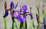 Iris : description, types et variétés, plantation en pleine terre et soins (150+ Photos & Vidéos) + Avis