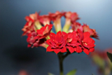 Fleur de Kalanchoe (120+ photos et vidéos) - soins à domicile, transplantation, reproduction, propriétés utiles + Avis