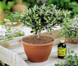 Comment faire pousser un olivier à la maison - du choix d'une variété à la récolte