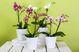 Orchidée Phalaenopsis à la maison: soins après achat, culture, règles d'élevage