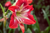 Hippeastrum home flower - un hybride aux multiples facettes: description, types, soins, culture, reproduction et autres informations utiles (160 Photos) + Avis