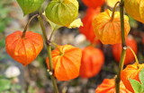 Physalis: description, culture de semis, plantation en pleine terre et entretien, propriétés médicales et culinaires utiles (30 Photos & Vidéos) + Avis