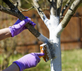 Comment blanchir les arbres du jardin: description, calendrier (automne, printemps), compositions, préparation, outils