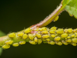 Comment se débarrasser des pucerons dans le jardin: moyens traditionnels et modernes