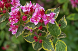 Weigela: description, types et variétés, plantation en pleine terre et entretien approprié des plantes (60 photos et vidéo) + avis