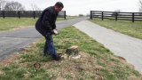 Comment se débarrasser des souches d'arbres ? Nous transformons les souches en poussière !