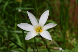 Zéphyranthes à la maison: espèces et variétés, guide des soins hivernaux et de la reproduction