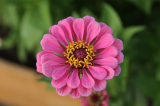 Zinnia: description, plantation en pleine terre, entretien d'une annuelle avec la plus longue floraison (95 Photos & Vidéos) + Avis